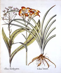 Red-Yellow Day Lily och Groundsel, från Hortus Eystettensis, av Basil Besler (1561-1629), pub. 1613 (handfärgad gravyr)